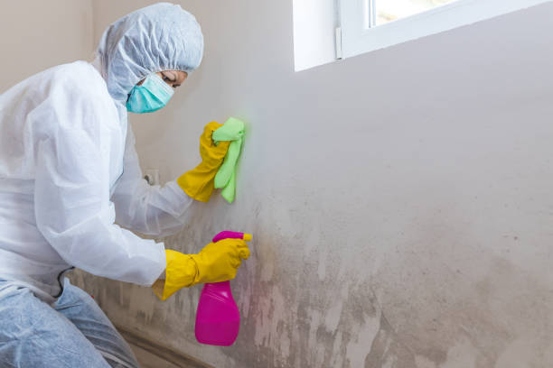 Professional Mold Removal & Remediation in Brookfield Center, OH